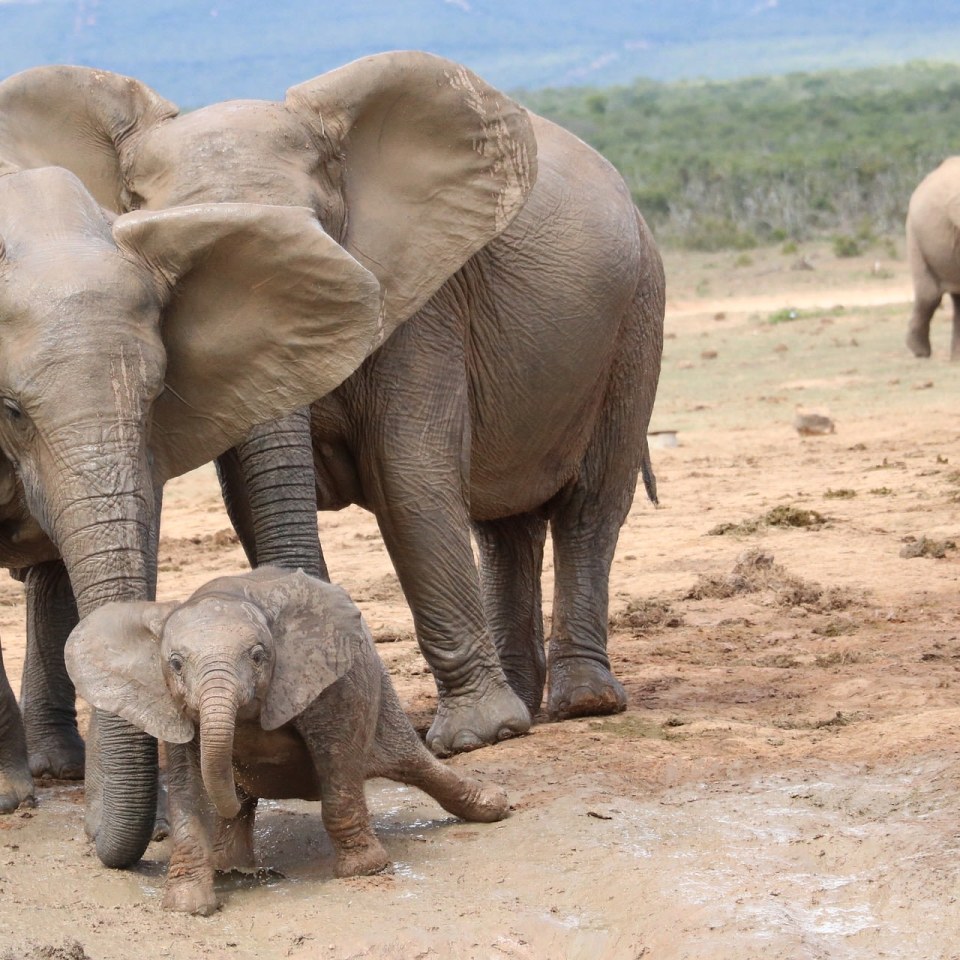 Highlights von Südafrika